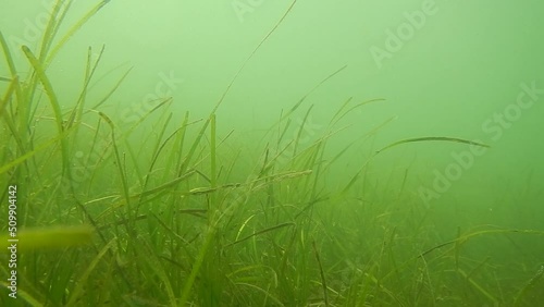 Seagrass swaying in the current  photo