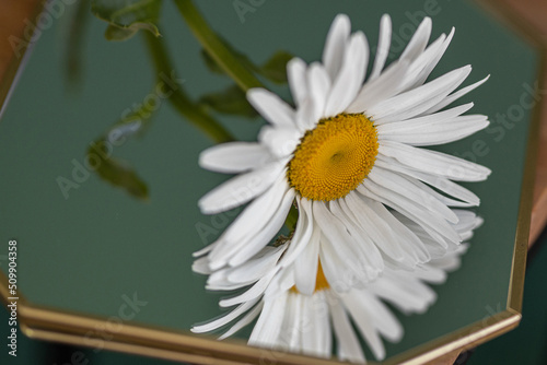 one white daisy on a green background