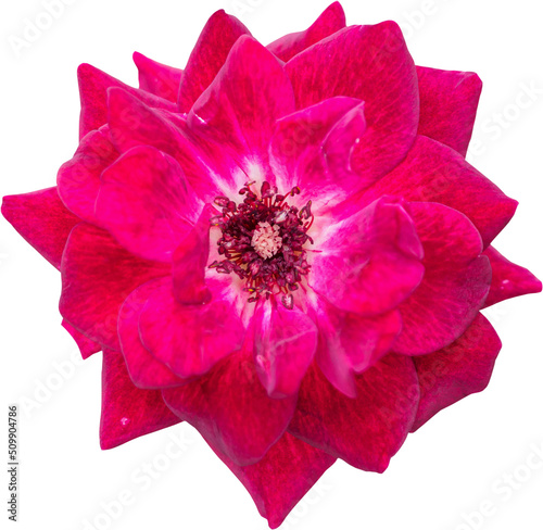 Fototapeta Naklejka Na Ścianę i Meble -  Red rose flower isolated