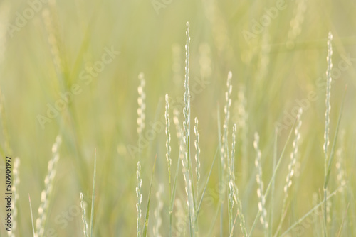 Macro shot of grass heads with seeds glowing in the light of the late evening sun with a soft green out of focus background.