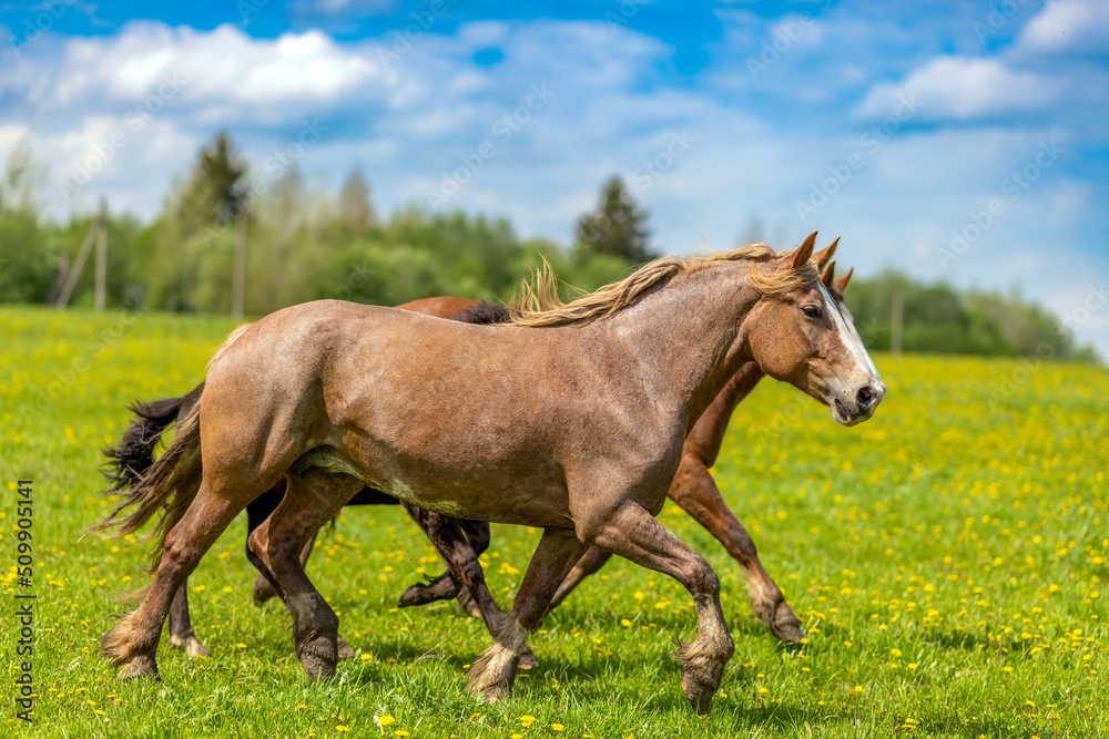 Horses trot across a flowering meadow. Portrait of a thoroughbred draft horse running across the field. Equestrian sport, landscape.