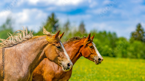 Panoramic portrait of a beautiful brown horse that is grazing in a flowering sunny meadow in a field along with another horse out of focus. Thoroughbred mare on a pasture in summer. 