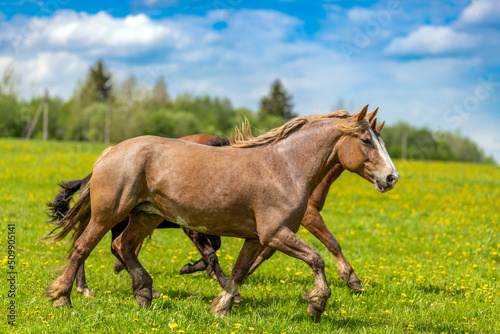 Horses trot across a flowering meadow. Portrait of a thoroughbred draft horse running across the field. Equestrian sport  landscape.