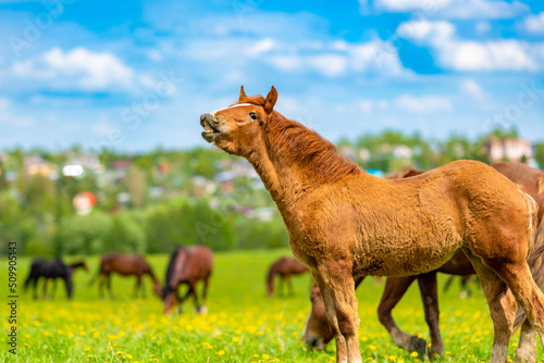 Fotobehang A cute young foal calls his mother and grazes in a beautiful sunny valley in a flowering field with a herd of horses in summer