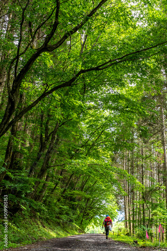 hiking in the woods