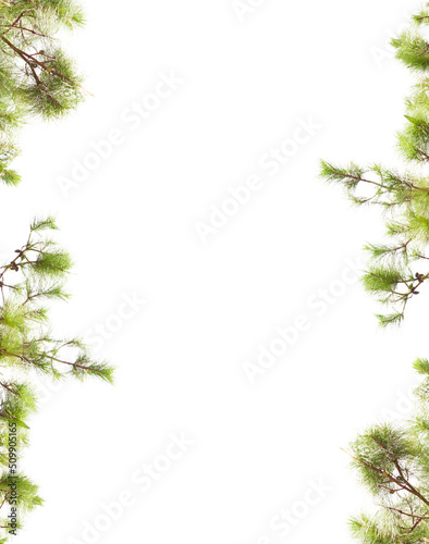 pine leaves isolated
