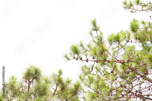 Fotobehang pine leaves isolated