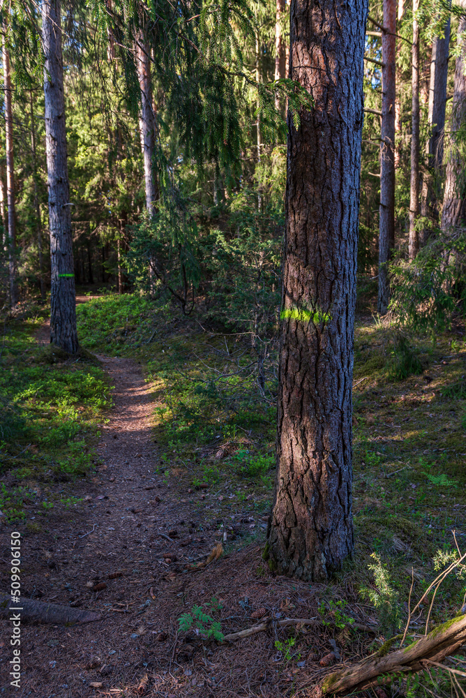 Forest with large trees and a walking trail on a sunny spring day. Marked trees. Forest with large trees and a walking trail on a sunny spring day. Marked trees.
