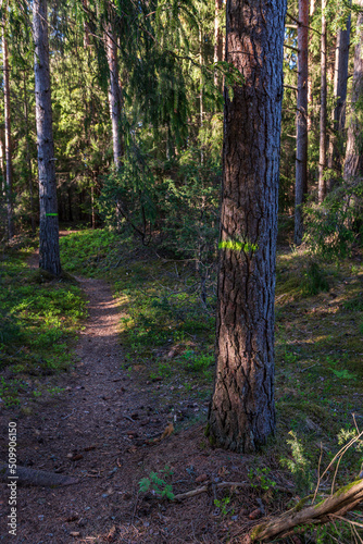 Forest with large trees and a walking trail on a sunny spring day. Marked trees.