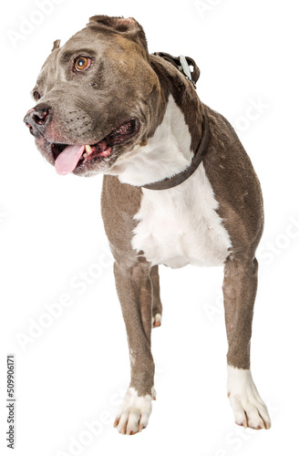 Canvas Print American Staffordshire Terrier Dog Tilting Head