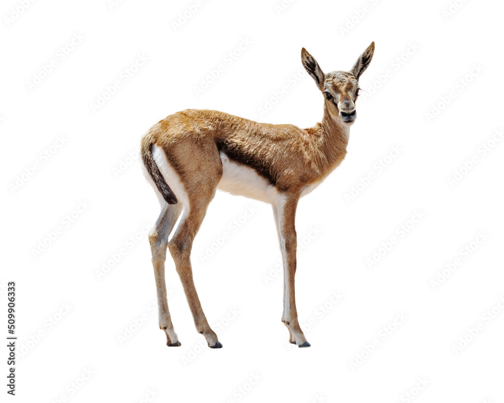 Fototapeta premium Baby Tomsons Gazelle