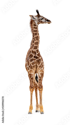 Fototapeta Naklejka Na Ścianę i Meble -  Baby Giraffe Calf Looking Side