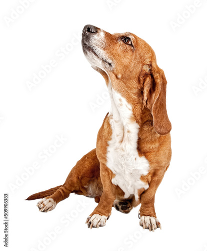 Photography Basset Hound Dog Ignoring Commands