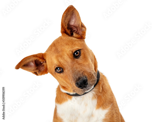 Fototapeta Naklejka Na Ścianę i Meble -  Cute Brown Dog Tilting Head Closeup
