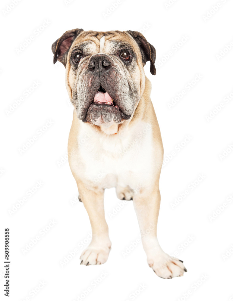 Adult English Bulldog Standing