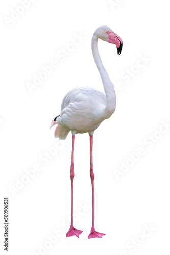 Fototapeta Naklejka Na Ścianę i Meble -  Flamingo Facing Side