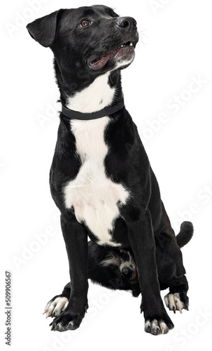Canvas Print Excited Black and White Dog Sitting Looking Up