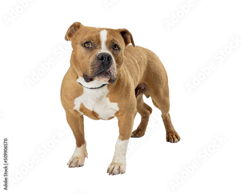 Fototapeta Naklejka Na Ścianę i Meble -  Brown and White Pit Bull Terrier Dog  