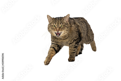 Fototapeta Naklejka Na Ścianę i Meble -  Active Cat Walking Forward With Mouth Open