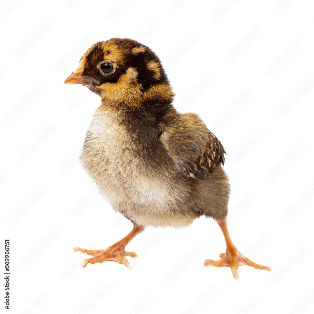 Fototapeta premium Baby Chick Standing to Side
