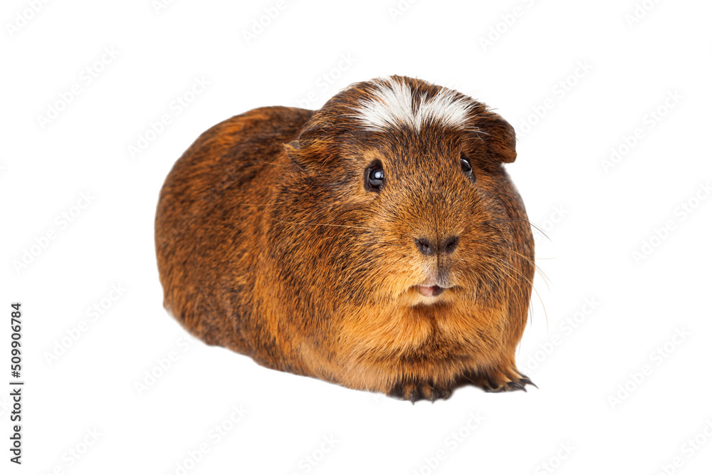 Fototapeta premium Cute Peruvian short hair Guinea Pig