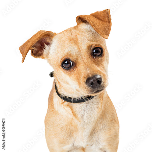 Fototapeta Naklejka Na Ścianę i Meble -  Cute Chihuahua Crossbreed Dog Close up