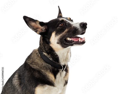 Photography Beautiful Attentive Shepherd Dog Side View