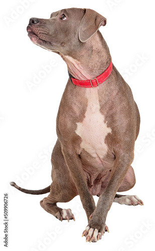 Photography Attentive Blue Staffordshire Terrier Dog Looking Side