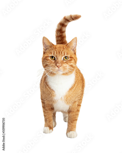 Orange and White Tabby Cat Facing Forward  
