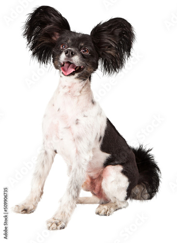 Canvas Print Papillon Dog Big Smile