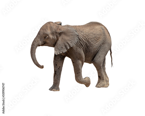 Foto Profile Baby Elephant Calf Walking