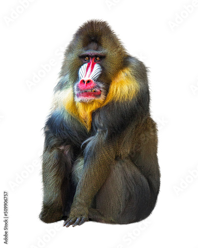 Mandrill Baboon Sitting photo