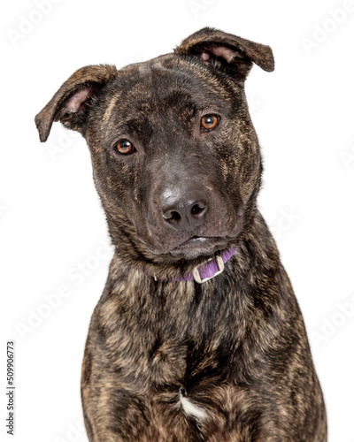 Photography Dutch Shepherd Dog Closeup