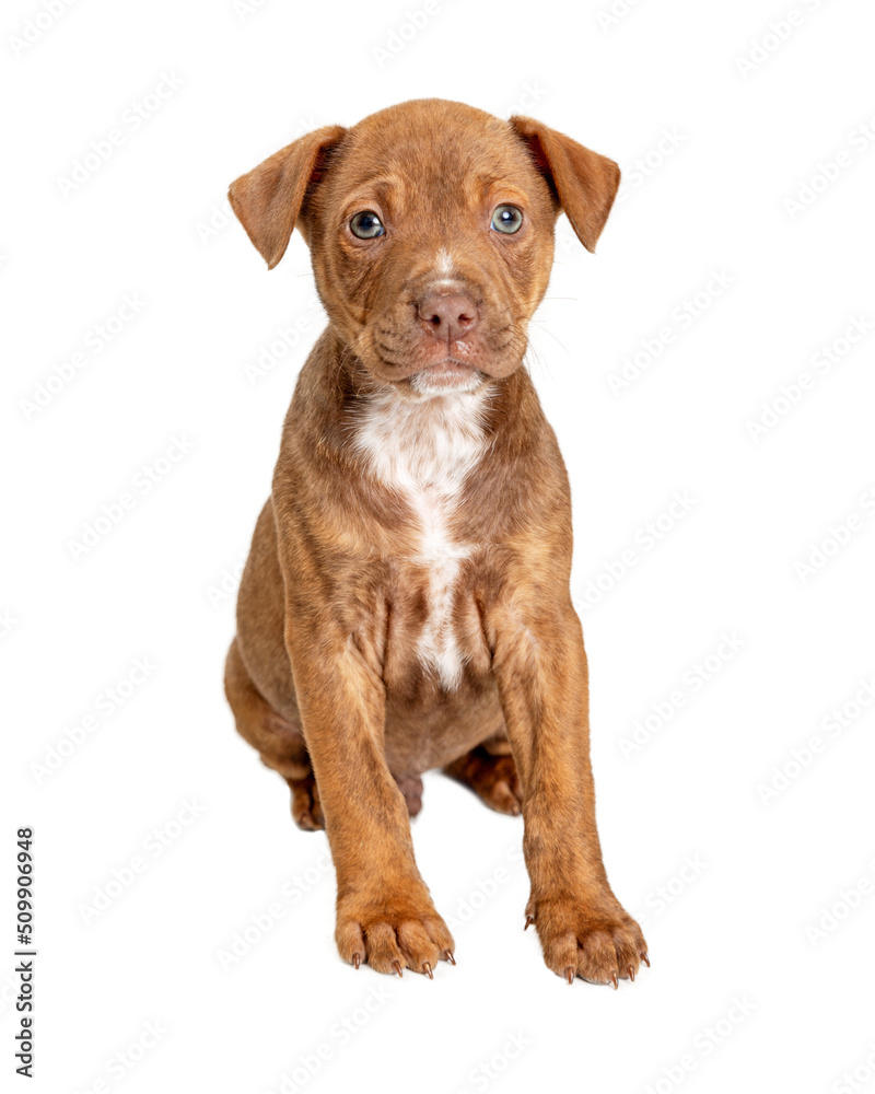 Obraz premium Cute Brown Puppy Sitting Looking Forward 