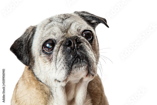 Fototapeta Naklejka Na Ścianę i Meble -  Fawn Pug Dog Close up Looking Up