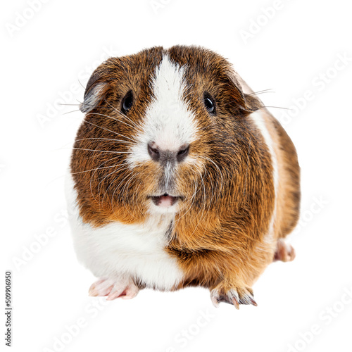 Fototapeta Naklejka Na Ścianę i Meble -  Cute Guinea Pig Looking Forward