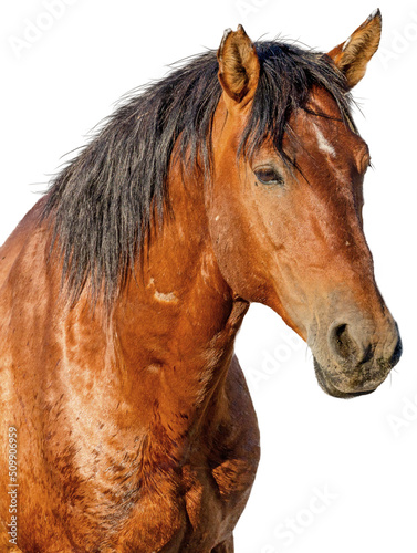 Photography Closeup Wild Stallion Horse