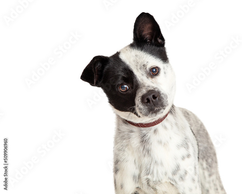 Fototapeta Naklejka Na Ścianę i Meble -  Closeup White Dog Black Spots Tilting Head