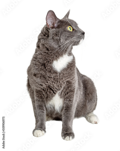 Grey and White Cat Sitting Looking Side  