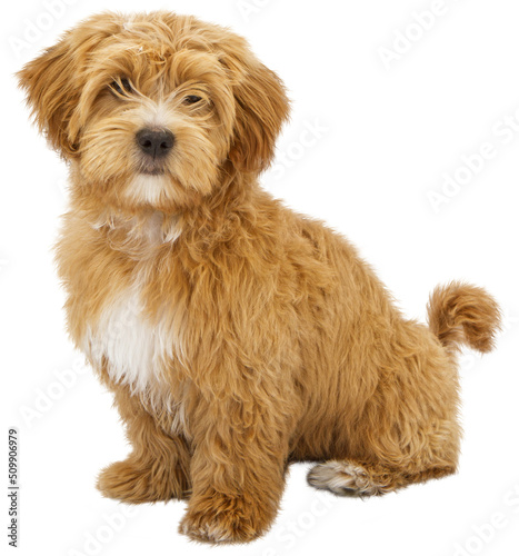 Canvas Print Fluffy Puppy Sitting