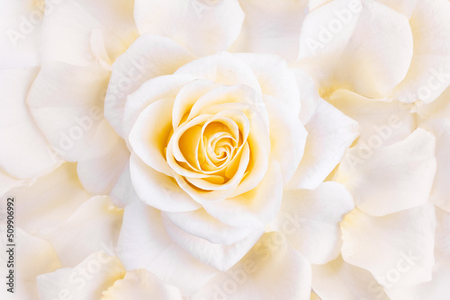 Delicate white rose surrounded by petals. Flower explosion. Floral background for wedding card or invitation. Selective focus