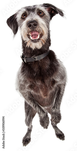 Photography Happy Dog Dancing on Hind Legs