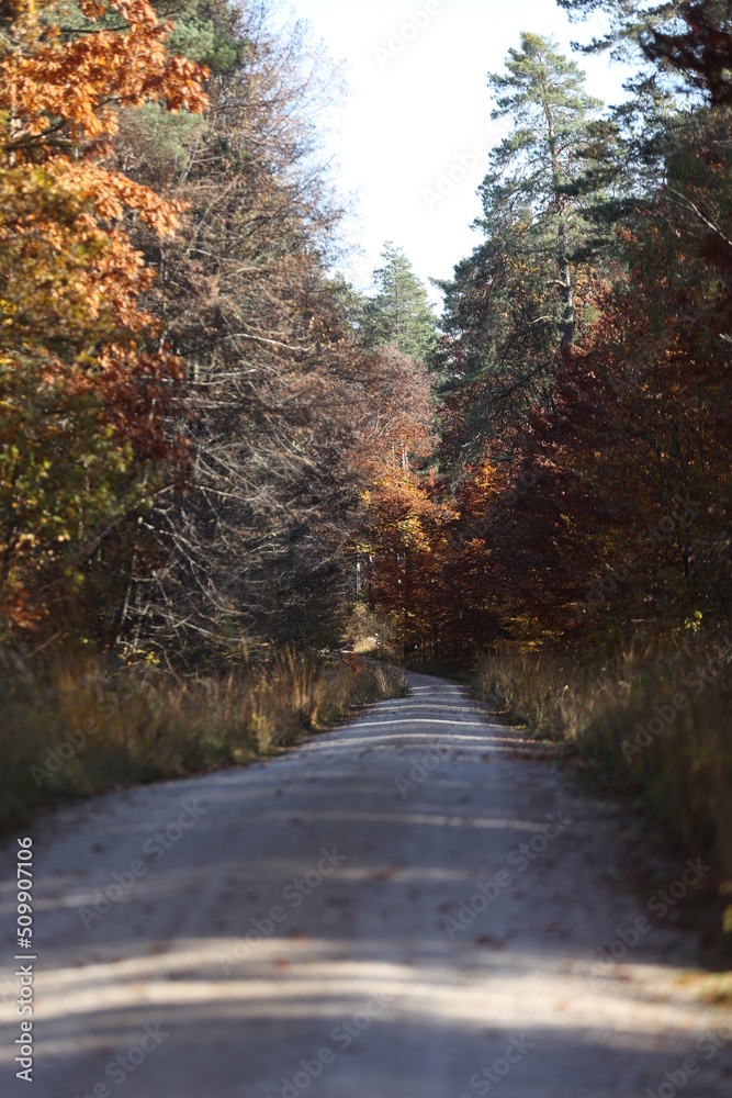 Fototapeta premium Herbstwald Sonne Weg Strasse Schotter
