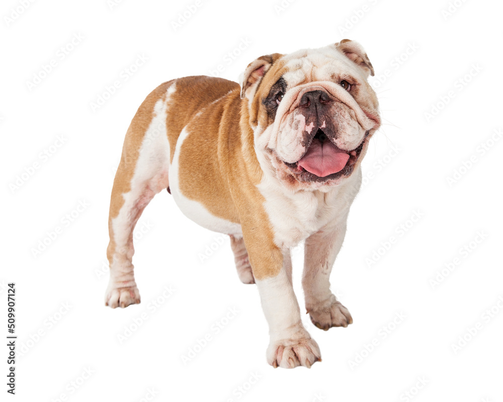 Happy Bulldog Standing  