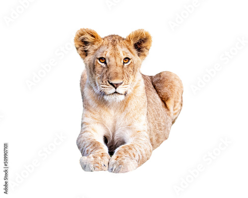 Young African Lion Cub