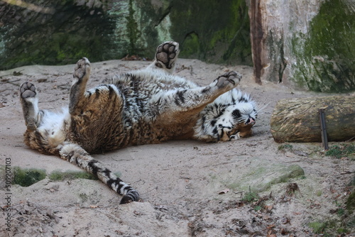 Zoo Tiger Rücken Rollt