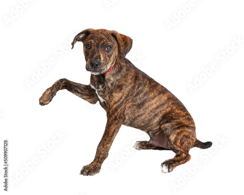 Fototapeta Naklejka Na Ścianę i Meble -  Brindle Puppy Arm Extended  