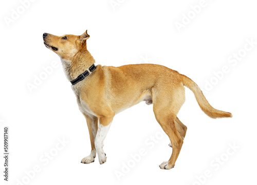 Fototapeta Naklejka Na Ścianę i Meble -  Excited Attentive Yellow Dog  