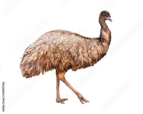 Fototapeta Naklejka Na Ścianę i Meble -  Emu Bird Facing Side