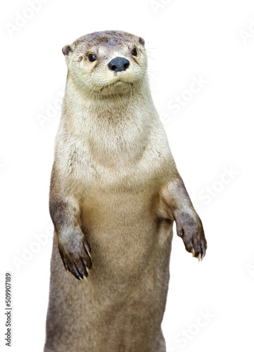 Closeup Otter With Hands Out